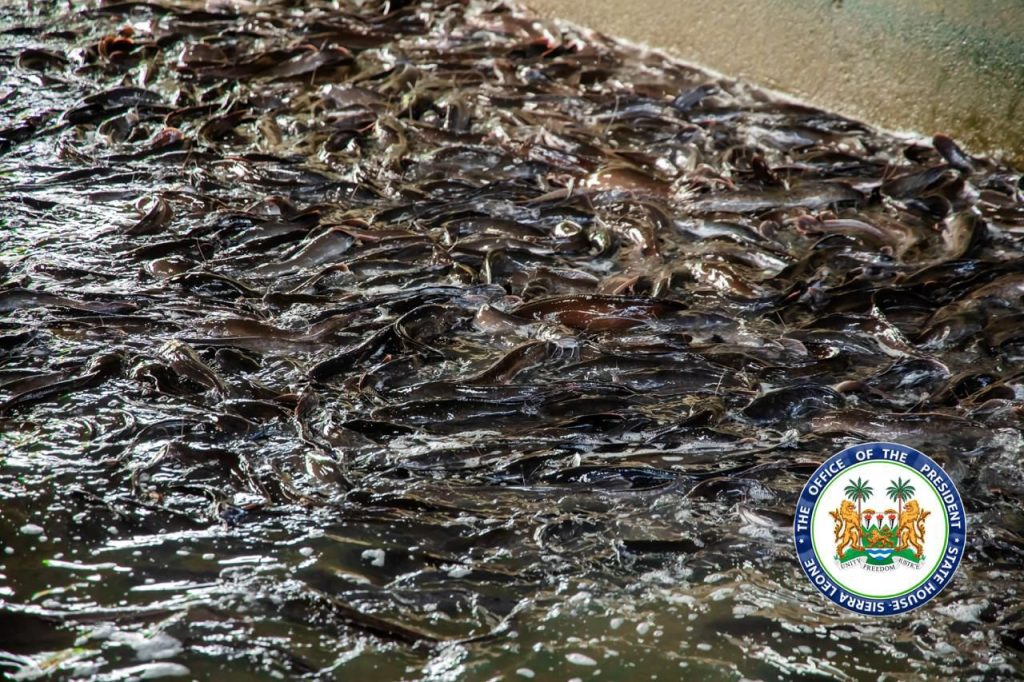 Sierra Leone’s President Bio Showcases Practical Leadership In Agriculture, Visits Newton Poultry And Commences 22-Metric Ton Fish Harvest